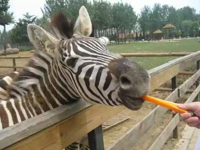 秦皇岛海边旅游攻略三日游(史上最全秦皇岛旅行攻略)(10)