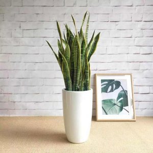 ​最全虎皮兰图鉴：20种！原来虎皮兰如此美，清新可爱不输多肉