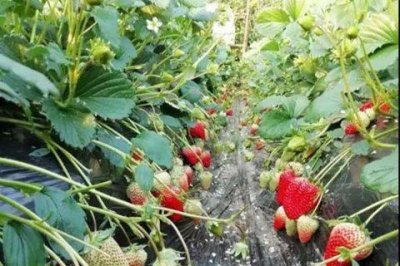 ​草莓亩产量一般多少斤