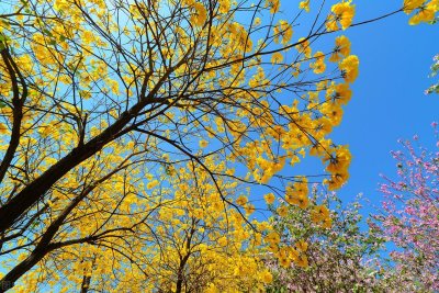 ​“黄金花海”风铃木真的长得像风铃吗？