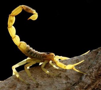 ​外表美观却携带剧毒