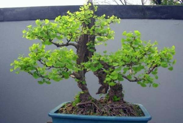 四大镇宅之树罗汉松图片,罗汉松树长什么样图6