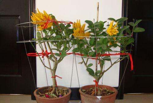 四大镇宅之树罗汉松图片,罗汉松树长什么样图10