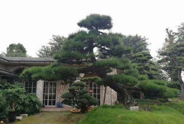 四大镇宅之树罗汉松图片,罗汉松树长什么样图4