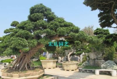 四大镇宅之树罗汉松图片：罗汉松树长什么样