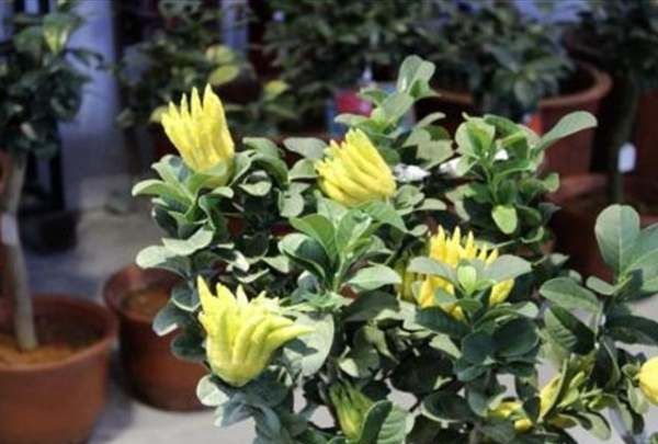 四大镇宅之树罗汉松图片,罗汉松树长什么样图11