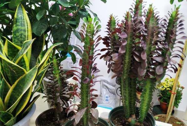 四大镇宅之树罗汉松图片,罗汉松树长什么样图14