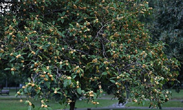 四大镇宅之树罗汉松图片,罗汉松树长什么样图16