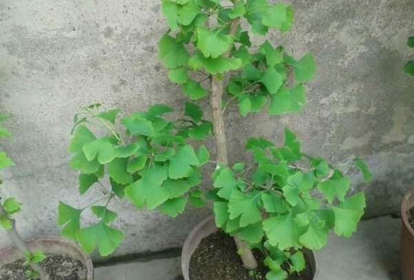 四大镇宅之树罗汉松图片,罗汉松树长什么样图8