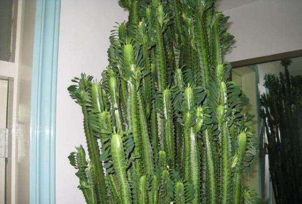 四大镇宅之树罗汉松图片,罗汉松树长什么样图12