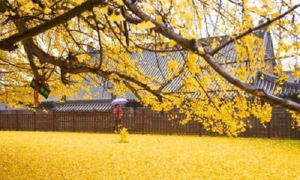 四大镇宅之树罗汉松图片,罗汉松树长什么样图17