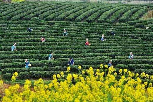 明前都匀毛尖茶简介（解锁都匀毛尖茶的基因密码）(1)