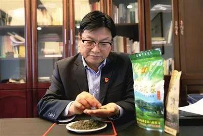 明前都匀毛尖茶简介（解锁都匀毛尖茶的基因密码）(3)