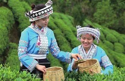 明前都匀毛尖茶简介（解锁都匀毛尖茶的基因密码）(2)