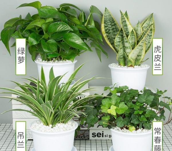 什么植物可以吸收甲醛,什么植物除甲醛效果最好最快图10
