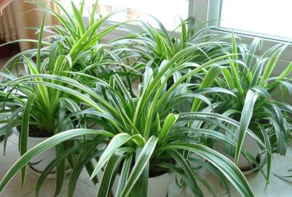 什么植物可以吸收甲醛,什么植物除甲醛效果最好最快图3