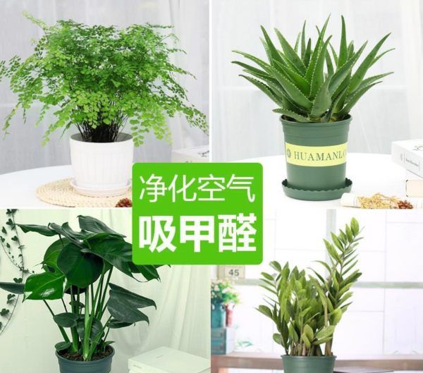 什么植物可以吸收甲醛,什么植物除甲醛效果最好最快图11