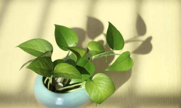 什么植物可以吸收甲醛,什么植物除甲醛效果最好最快图4