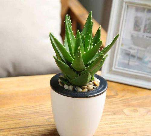 什么植物可以吸收甲醛,什么植物除甲醛效果最好最快图19