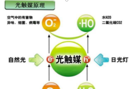 什么植物可以吸收甲醛,什么植物除甲醛效果最好最快图16