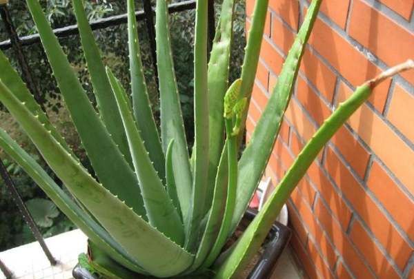 什么植物可以吸收甲醛,什么植物除甲醛效果最好最快图6