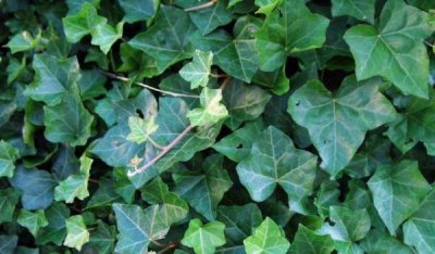 ​什么植物可以吸收甲醛,什么植物除甲醛效果最好最快