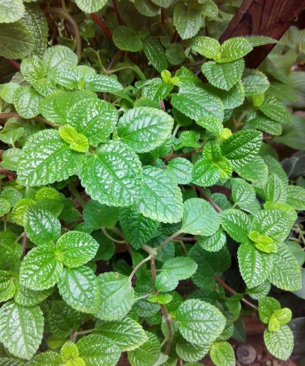 什么植物可以吸收甲醛,什么植物除甲醛效果最好最快图8