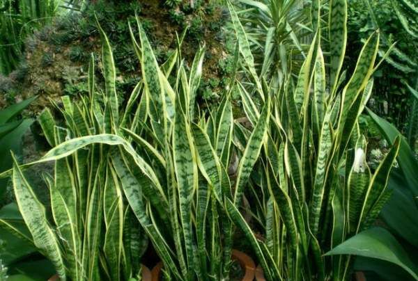 什么植物可以吸收甲醛,什么植物除甲醛效果最好最快图2