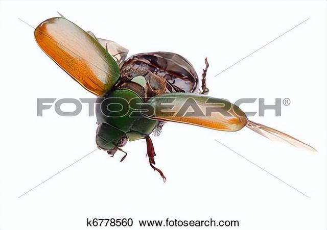 野外探险发现一只甲虫(罗布泊发现轿车大的神秘甲虫)(4)