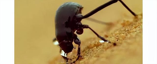 野外探险发现一只甲虫(罗布泊发现轿车大的神秘甲虫)(11)