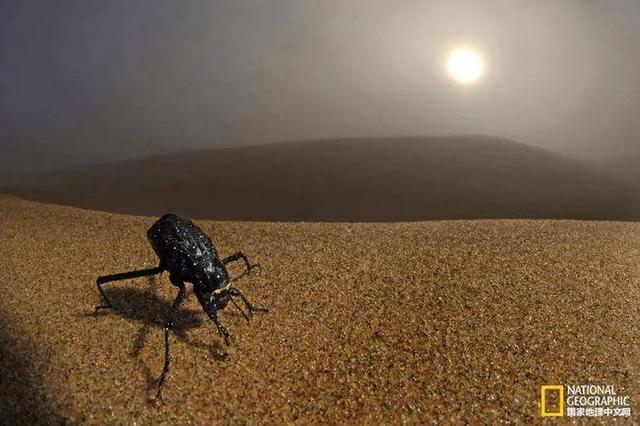 野外探险发现一只甲虫(罗布泊发现轿车大的神秘甲虫)(3)