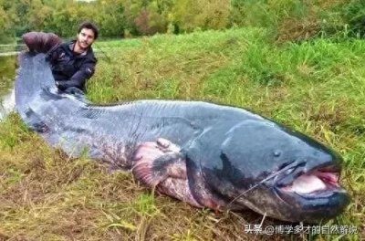 ​食人巨鲶：河中巨怪 会吃人？