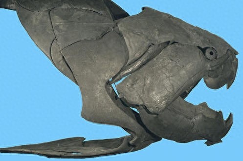 远古海霸王邓氏鱼，一口就能把鲨鱼咬成两截，你见过吗？