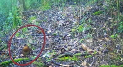 ​美姑大风顶首次拍到“鸟中大熊猫”四川山鹧鸪