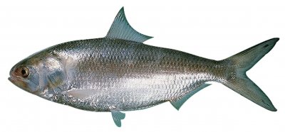 ​在长江绝迹30年，鲥鱼被判“死刑”，珠江种群还有望恢复？