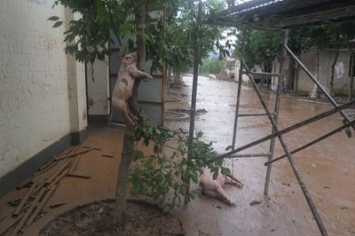 ​温州母猪终于上树了，猪用生命证明了男人的可信