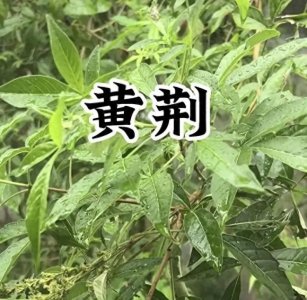​黄荆树逆袭：30省推广生态种植 深加工让柴火变“黄金”