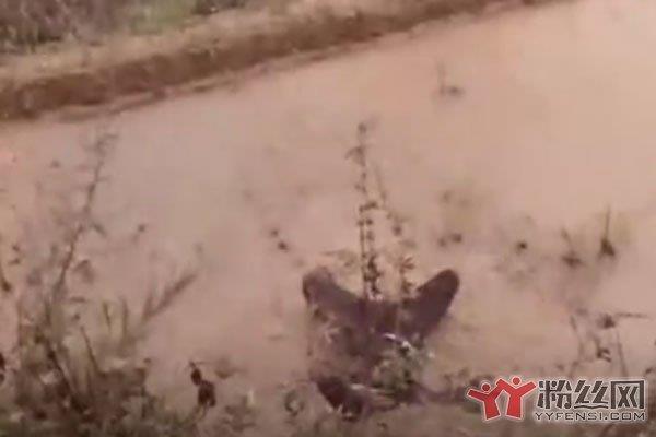 变形计谁死了 变形记死的那个孩子是谁