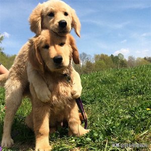 20张「汪星人拥抱照」超温馨治愈的画面