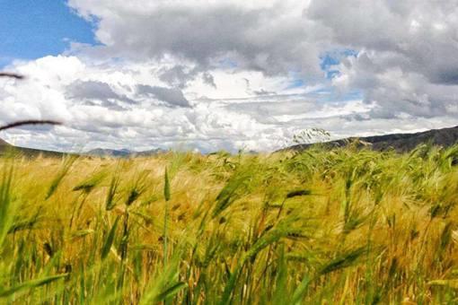 汉朝时期军队的军粮都是些什么?