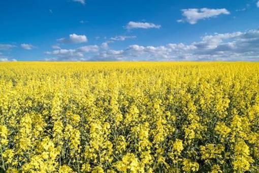 汉朝时期军队的军粮都是些什么?