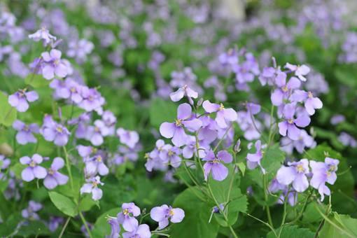 汉朝时期军队的军粮都是些什么?