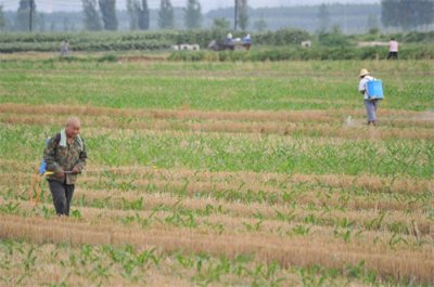 ​种植玉米墒情不错时，喷施烟嘧·莠去津能提高防效，但也有一禁忌