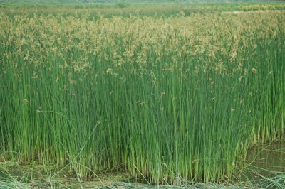 常见水生植物——水葱