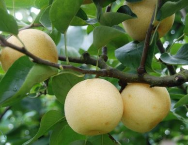 梨树病虫害防治历,赶快收藏!