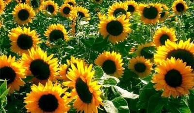 阳光的寓意和象征,阳光可以象征什么?