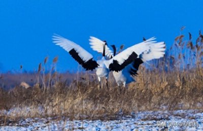 中国国鸟是哪一种鸟类?丹顶鹤没当上国鸟,原因竟和日本有关系!