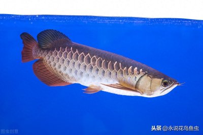 龙鱼养殖场发展现状,带你走进龙鱼养殖场