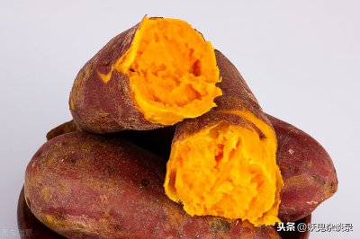 番薯的来历:源自美洲,西班牙人传播,靠走私进中国